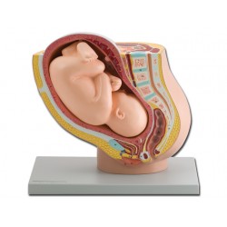 MODÈLE PELVIEN AVEC FOETUS MÛR