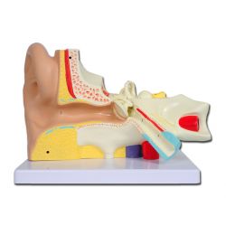 MODÈLE OREILLE LINE VALUE - 3 parts - 3X