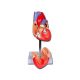MODÈLE COEUR LINE VALUE - 2 parts - 1X
